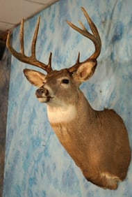 9pt. Saskatchewan Canadian Whitetail Deer Shoulder Taxidermy Mount