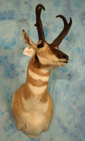 Pronghorn Antelope Shoulder Taxidermy Mount