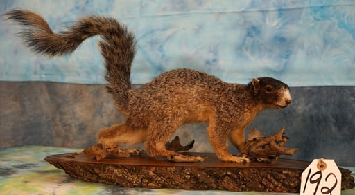 Full Body Mount White Nosed Squirrel Taxidermy Mount