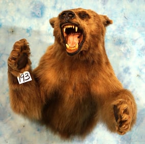 Half Body Cinnamon Colored Black Bear Taxidermy Mount