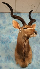 African Greater Kudu Shoulder Taxidermy Mount