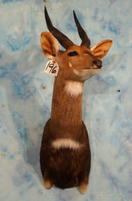African Cape Bushbuck Shoulder Taxidermy Mount