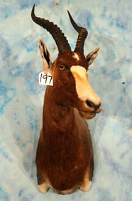 African Blesbuck Antelope Shoulder Taxidermy Mount