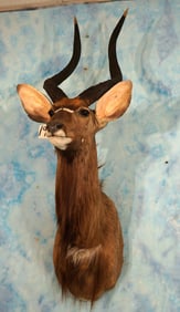 African Southern Nyala Antelope Shoulder Taxidermy Mount