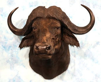 African Cape Buffalo Shoulder Taxidermy Mount