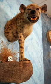 Cool! East African Half Body Spotted Hyena Taxidermy Mount