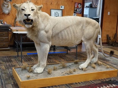African Lion in Habitat Full Body Taxidermy Mount **TEXAS RESIDENTS ONLY!**