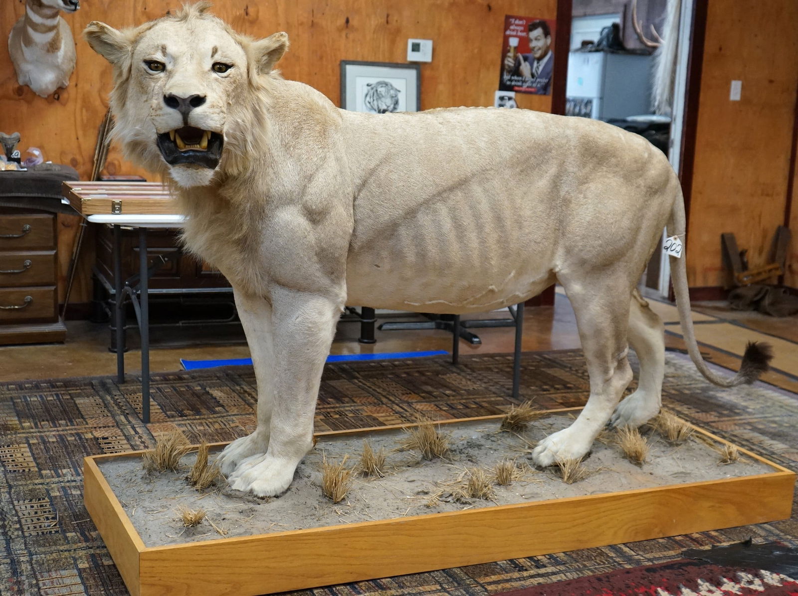 African Lion in Habitat Full Body Taxidermy Mount **TEXAS RESIDENTS ONLY!** (1 of 9)