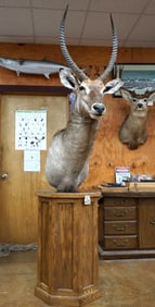 Gorgeous African Waterbuck Antelope Shoulder Floor Pedestal Taxidermy Mount