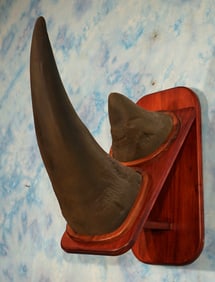 Very Nice Set of Fiberglass Reproduction White Rhino Horns of Pedestal Panel Taxidermy Mount