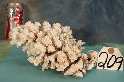 Very Pretty Piece of Deep Sea Coral