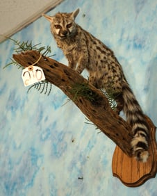 Outstanding African Genet Cat Full Body Taxidermy Mount in Habitat