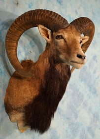 European Mouflon Shoulder Taxidermy Ram Mount