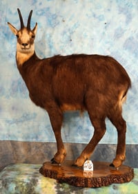 Beautiful Full Body Alpine Chamois Taxidermy Mount