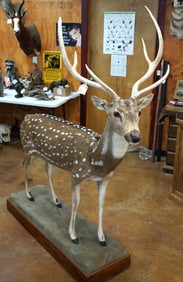 Record Book Axis Deer Full Body Taxidermy Mount
