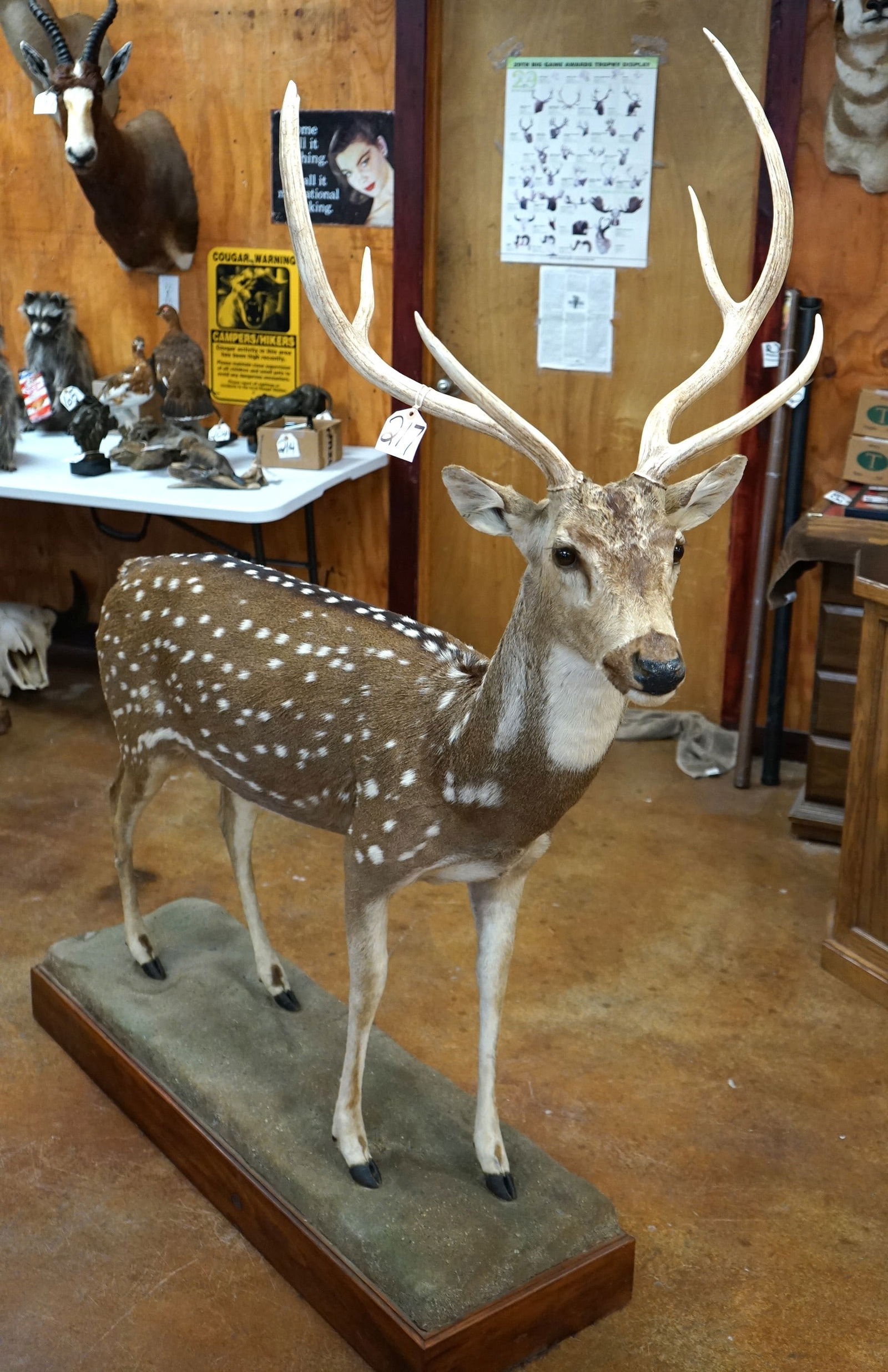 Record Book Axis Deer Full Body Taxidermy Mount (1 of 4)