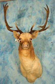 European Fallow Deer Shoulder Taxidermy Mount