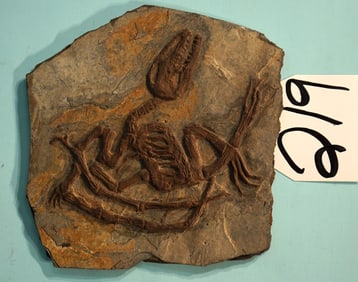 Very Rare! Complete Pterosaur in Matrix Quality Dinosaur Fossil
