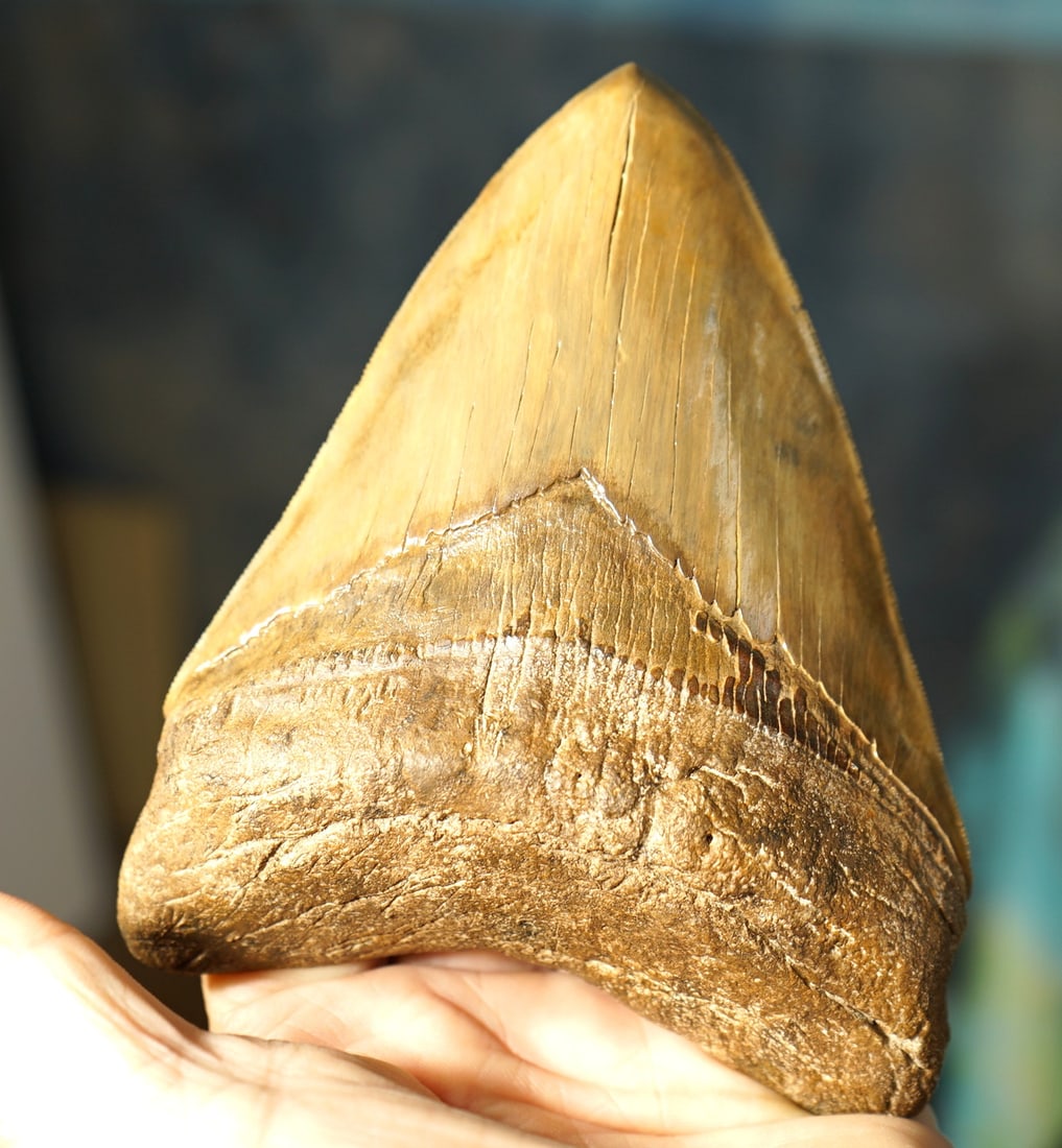 Huge & Rare, Monster size, Superior Quality Megalodon Prehistoric 6 1/8" Shark Tooth Fossil: This Big Megalodon Tooth was recovered off the Coast of South Carolina. It is thick and wide, as well as long. The serrations on this Fossil tooth are still in mint-like condition. They are sharp enou