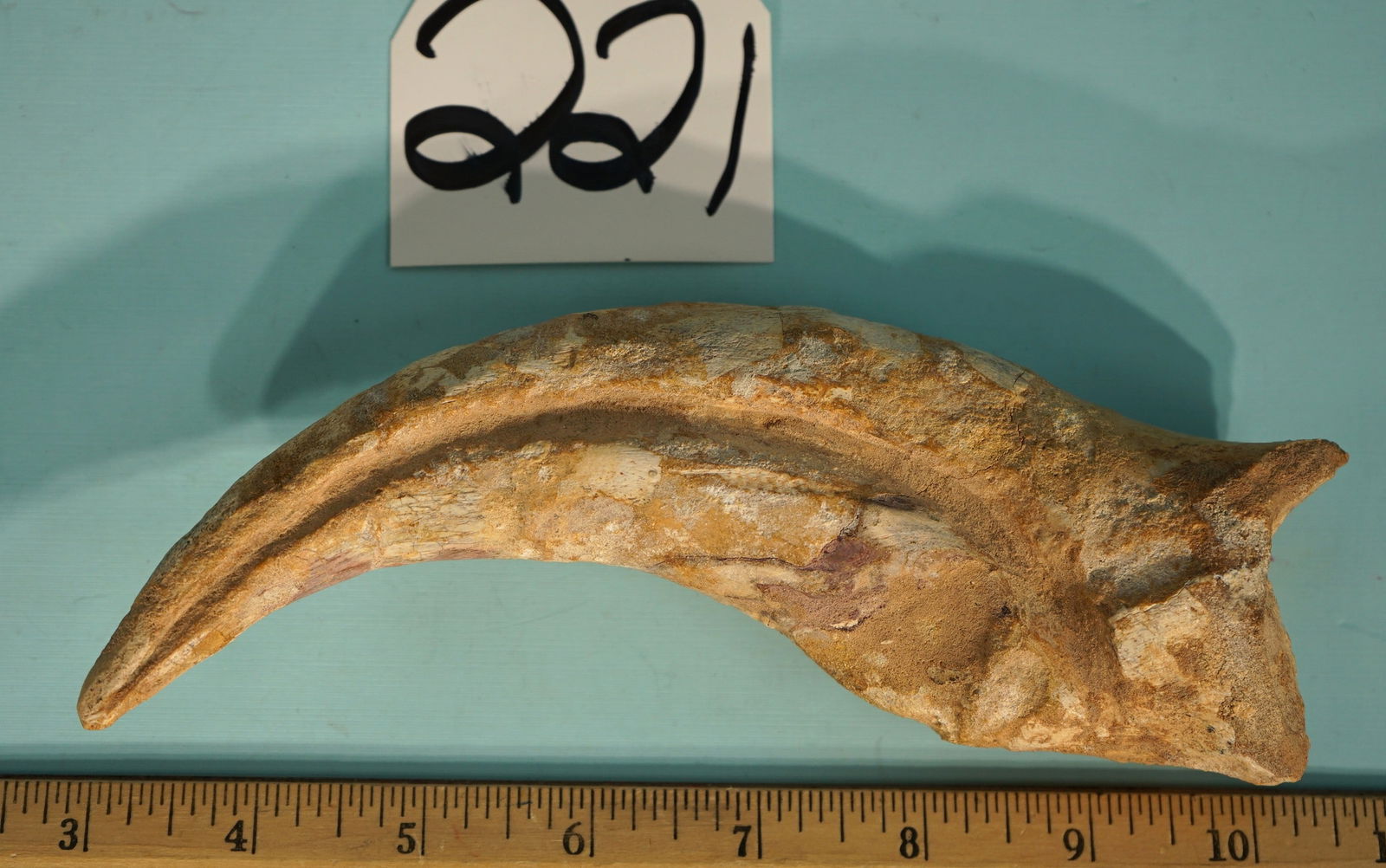 Awesome Authentic Extra Large Spinosaurus Hand Claw Dinosaur Fossil (1 of 5)