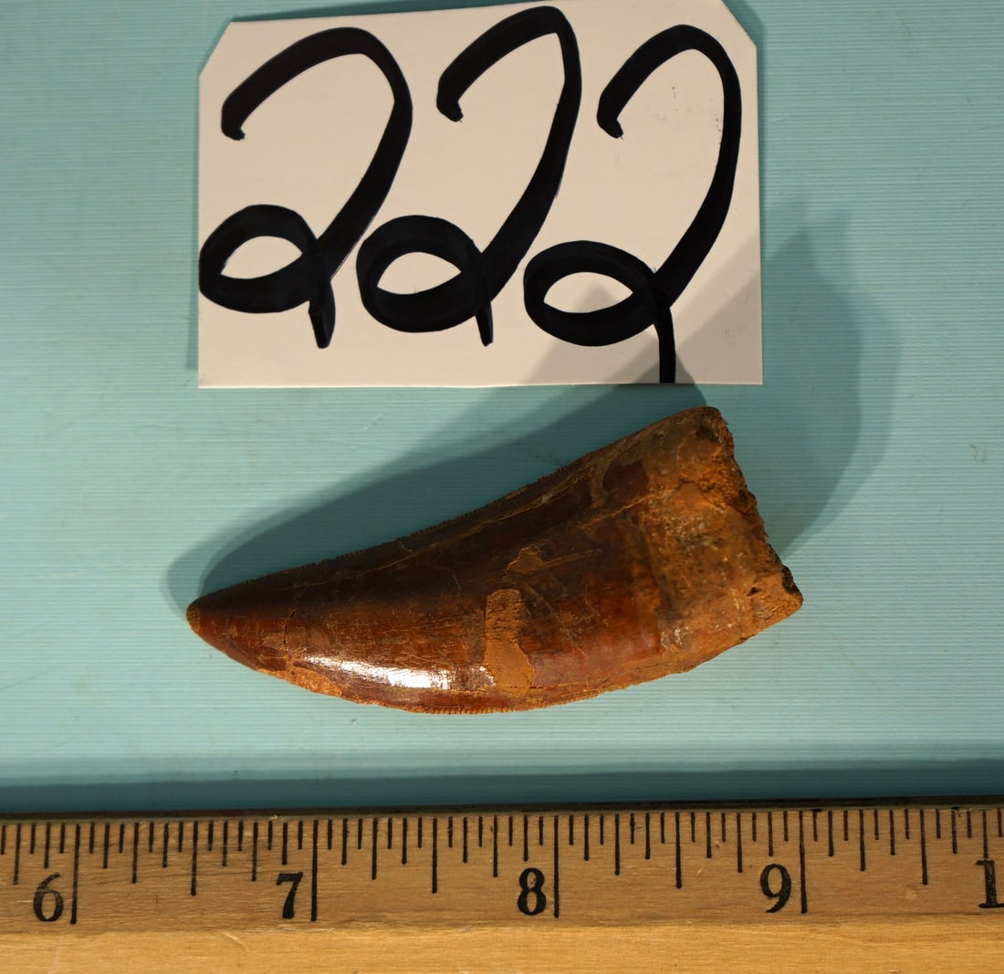 Awesome! African T-Rex Tooth High Quality Dinosaur Fossil, Authentic Collector's Item: This Therapod Tooth is in excellent condition. The serrations are outstanding on this tooth. There is some minor enamel loss on one edge, and less than 10% on one side. This is a medium size tooth, fr