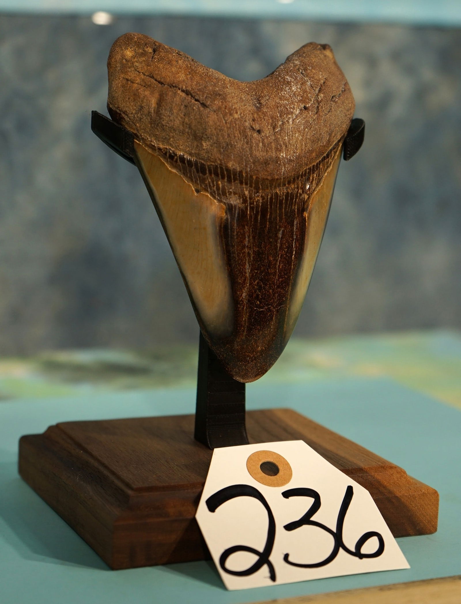 Beautiful Polished Megalodon Giant Prehistoric Shark Tooth Fossil on Nice Display Stand: This is a large 5" tooth polished to a high sheen. This shows the true beauty of these teeth, while brightening the colors also. This tooth is damage free, and in excellent condition.