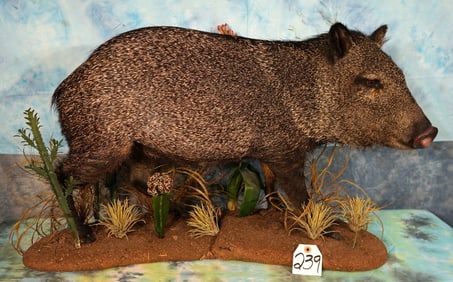 Quality Full Body Javelina in Habitat Taxidermy Mount