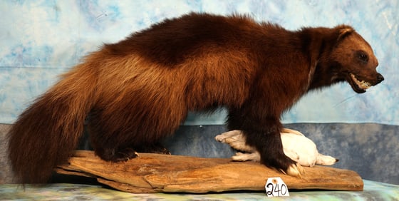 Beautiful Wolverine Full Body in Habitat with Prey Taxidermy Mount