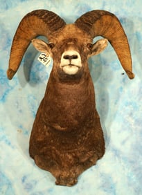 High Quality Rocky Mountain Bighorn Sheep Shoulder Taxidermy Mount