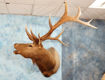 Big 7 x 6 Arizona Bugling Elk Shoulder Taxidermy Mount
