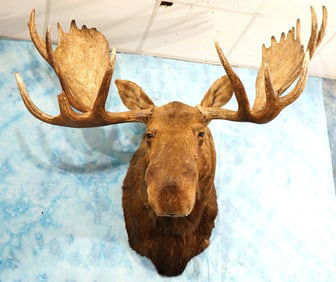 61 1/4" spread Alaskan Moose Shoulder Taxidermy Mount