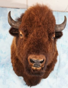 American Bison Bull Shoulder Taxidermy Mount