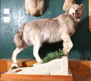 Large Male Timber Wolf Full Body Taxidermy Mount in Habitat