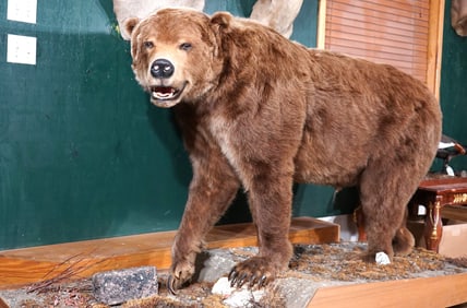 Walking Full Body Alaskan Brown Bear Taxidermy Mount in Habitat