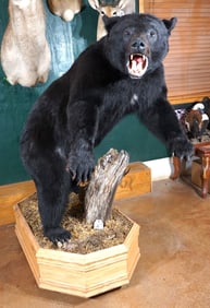 Beautiful Large Black Bear Full Body Taxidermy Mount in Habitat