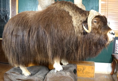 Muskox Full Body Mount in Natural Habitat Taxidermy Mount