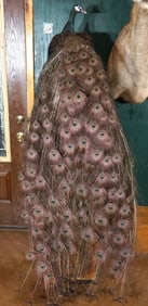 Brand new! Blue Peacock Full Body Floor Pedestal Taxidermy Mount