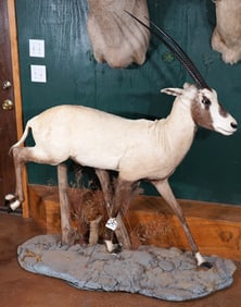 Rare! Full Body Arabian Oryx in Habitat Taxidermy Mount **TEXAS RESIDENTS ONLY!**