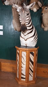 Beautiful Zebra Shoulder Floor Pedestal Taxidermy Mount