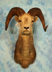 Very Nice Stone Sheep Shoulder Taxidermy Ram Mount