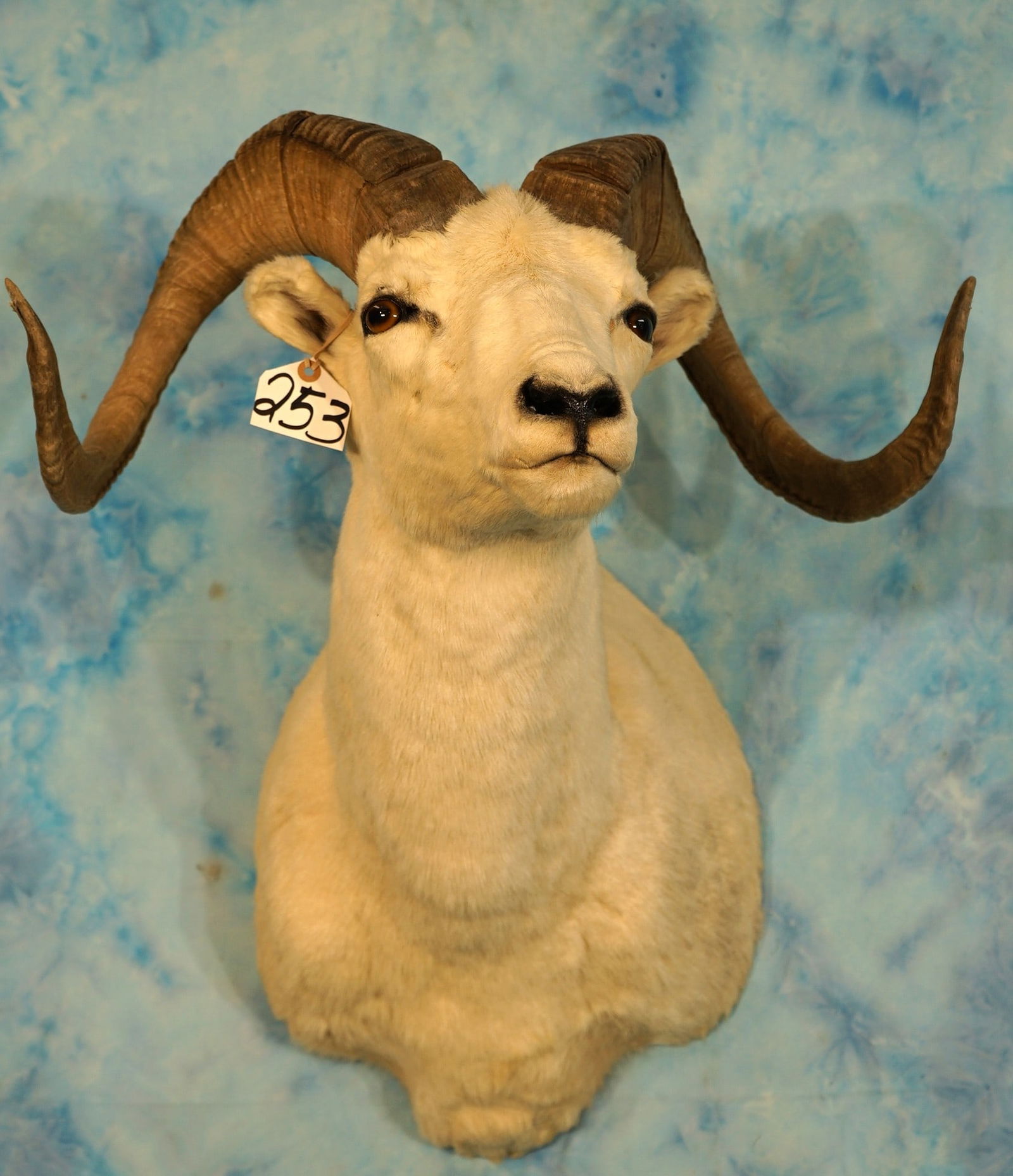 Alaskan Dall Sheep Shoulder Taxidermy Ram Mount (1 of 4)