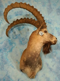Mongolian Gobi Desert Ibex Shoulder Taxidermy Mount