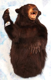 New! Half Body Black Bear Quality Taxidermy Mount