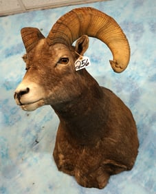 Wyoming Bighorn Sheep Shoulder Taxidermy Mount