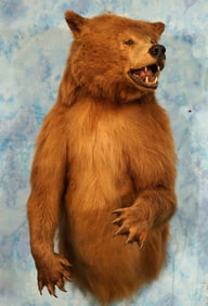 Large Half Body Cinnamon colored Black Bear Taxidermy Mount