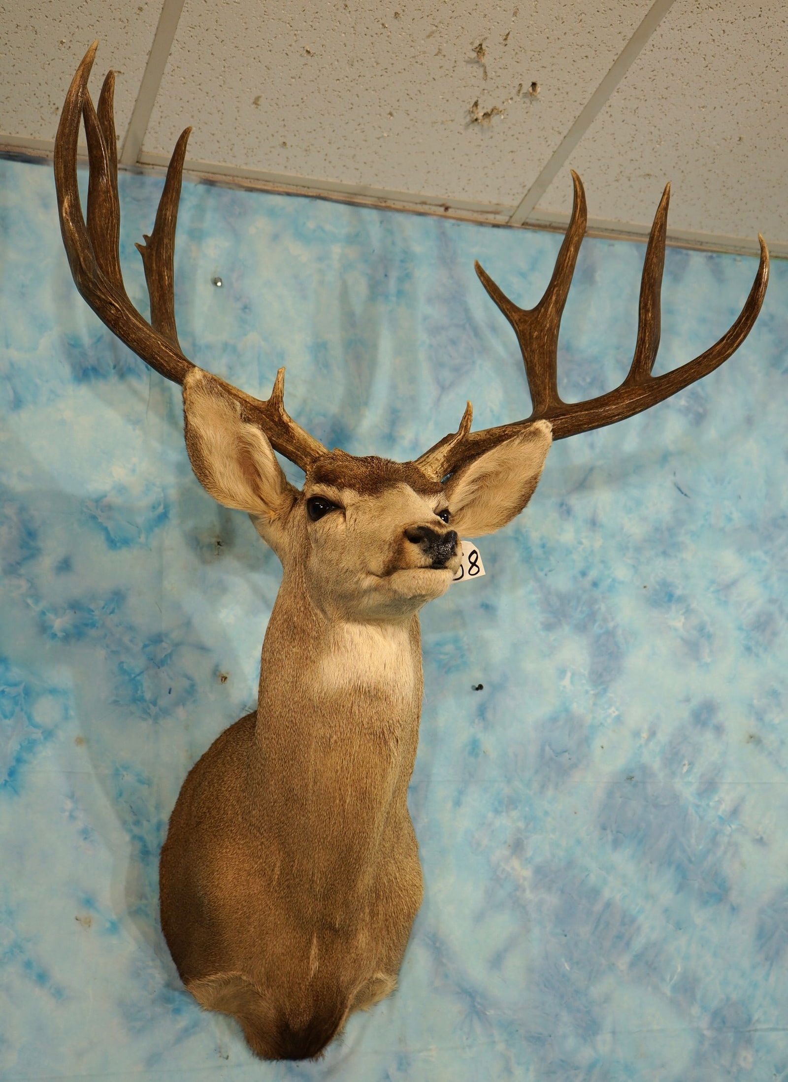 194 5/8"gross Desert Mule Deer Shoulder Taxidermy Mount (1 of 5)
