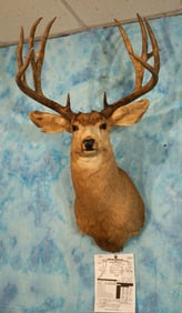Boone & Crockett 195 4/8" net All Time Record Book Mule Deer Shoulder Taxidermy Mount
