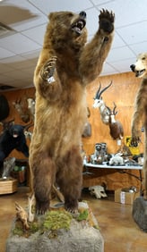Awesome 9ft. 4 1/2" Standing Alaskan Brown Bear Full Body Taxidermy Mount in Habitat