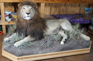Super Nice! Big Mane African Lion Full Body Quality Taxidermy Mount **TEXAS RESIDENTS ONLY!**