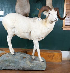 Alaskan Dall Sheep Full Body Taxidermy Ram Mount